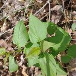 Lonicera canadensisFlor