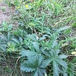 Potentilla thuringiaca Leaf