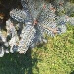 Abies lasiocarpa Листок