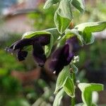 Salvia discolor Fleur