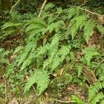 Thelypteris pozoi Habit