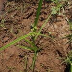 Cyperus difformis Likasa