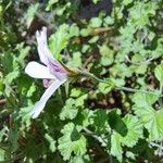 Pelargonium crispum 花