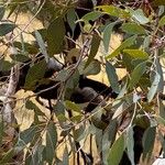 Eucalyptus tereticornis Leaf