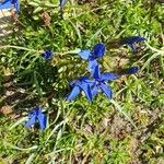 Gentiana sierrae Flower