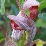 Serapias parviflora Flor