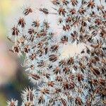 Daucus carota Fruit