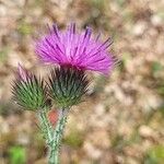 Carduus litigiosus Flower