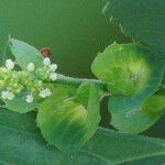 Acalypha indica Flor