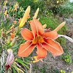 Hemerocallis fulvaফুল