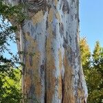 Eucalyptus cladocalyx Bark