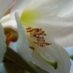 Rhododendron maddenii Flower