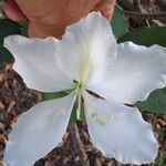 Bauhinia acuminata Kvet