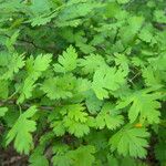 Crataegus marshallii Leaf