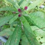 Vernonia noveboracensis Flower