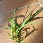 Paspalum distichum पत्ता