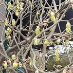 Corylopsis pauciflora Кора