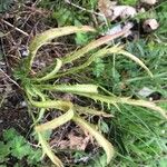 Plantago coronopus Blad