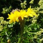 Crepis conyzifolia Квітка