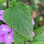 Lantana montevidensis Лист