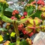 Eucalyptus erythrocorysFlower