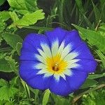 Convolvulus tricolor Fiore