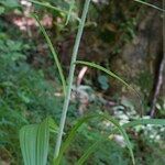 Veratrum nigrum 形態