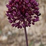 Allium atroviolaceum Flower