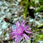 Centaurea decipiens 其他