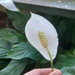 Spathiphyllum wallisii Flower