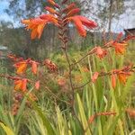 Crocosmia x crocosmiiflora Flor