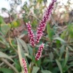 Persicaria glabra Kukka