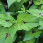 Persicaria nepalensis पत्ता