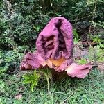 Amorphophallus paeoniifolius Flower