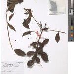 Acridocarpus congolensis Otro