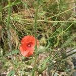 Papaver dubiumFloare