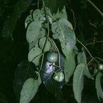Solanum endopogon Fruit