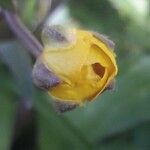 Ranunculus bulbosus Floro