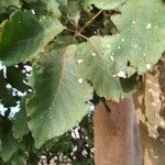 Handroanthus albus Leaf