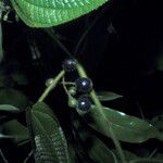 Miconia nervosa Fruit