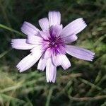 Catananche caerulea Flower