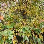 Diospyros virginiana Habitat