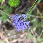 Jasione montanaFleur