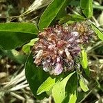 Trifolium medium Fleur