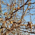 Vangueria madagascariensis Fruit