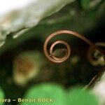 Cyclamen balearicum Fruit