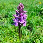 Dactylorhiza majalisBlomma