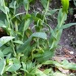 Turritis glabra Hoja