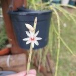 Rhipsalis puniceodiscusFlower