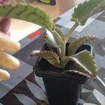 Kalanchoe daigremontiana Лист